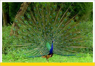 Nature and Wildlife Tour of South India
