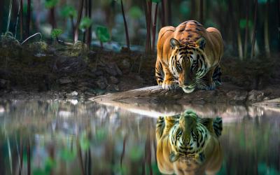 India's Varied Wildlife - Tigers, Leopards & Lions