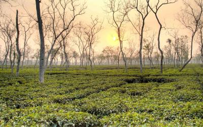 Golden Triangle of Bangladesh