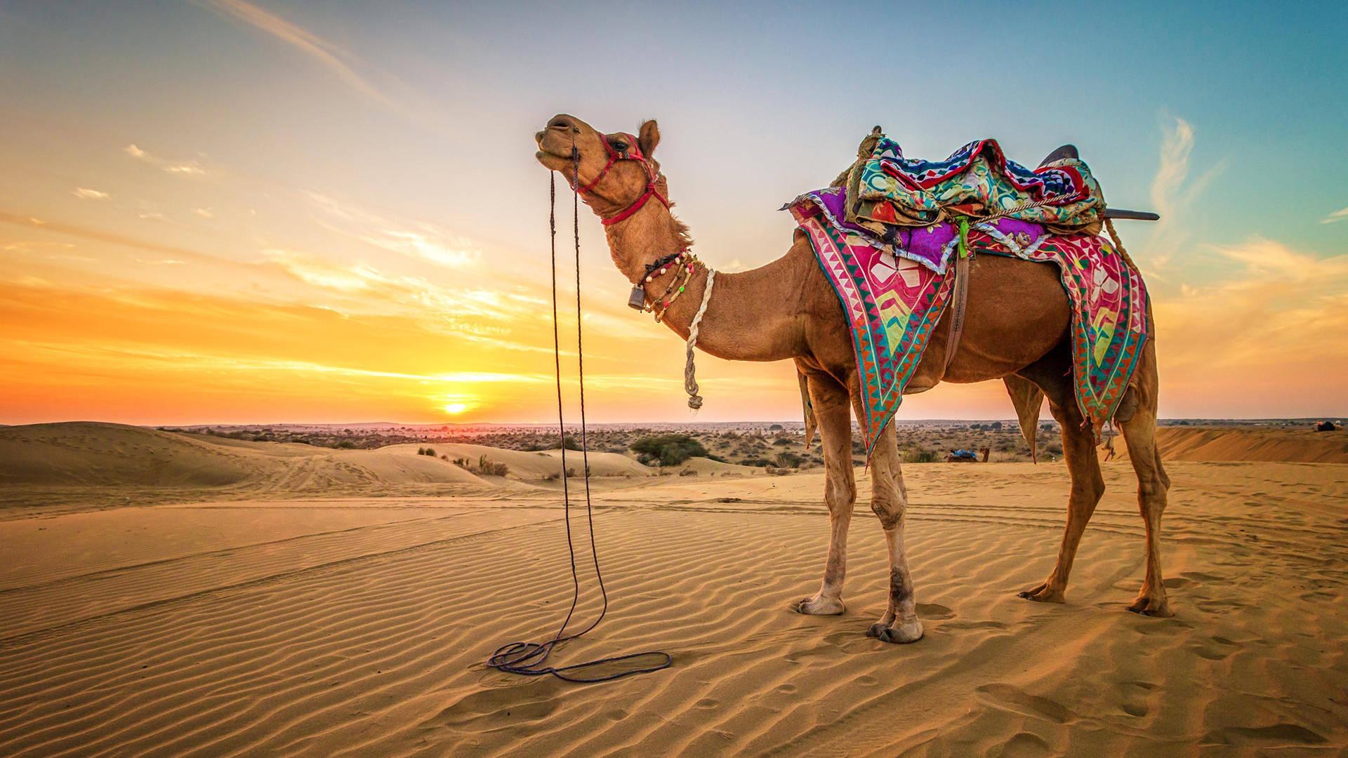 Camel Safari with Cultural Program