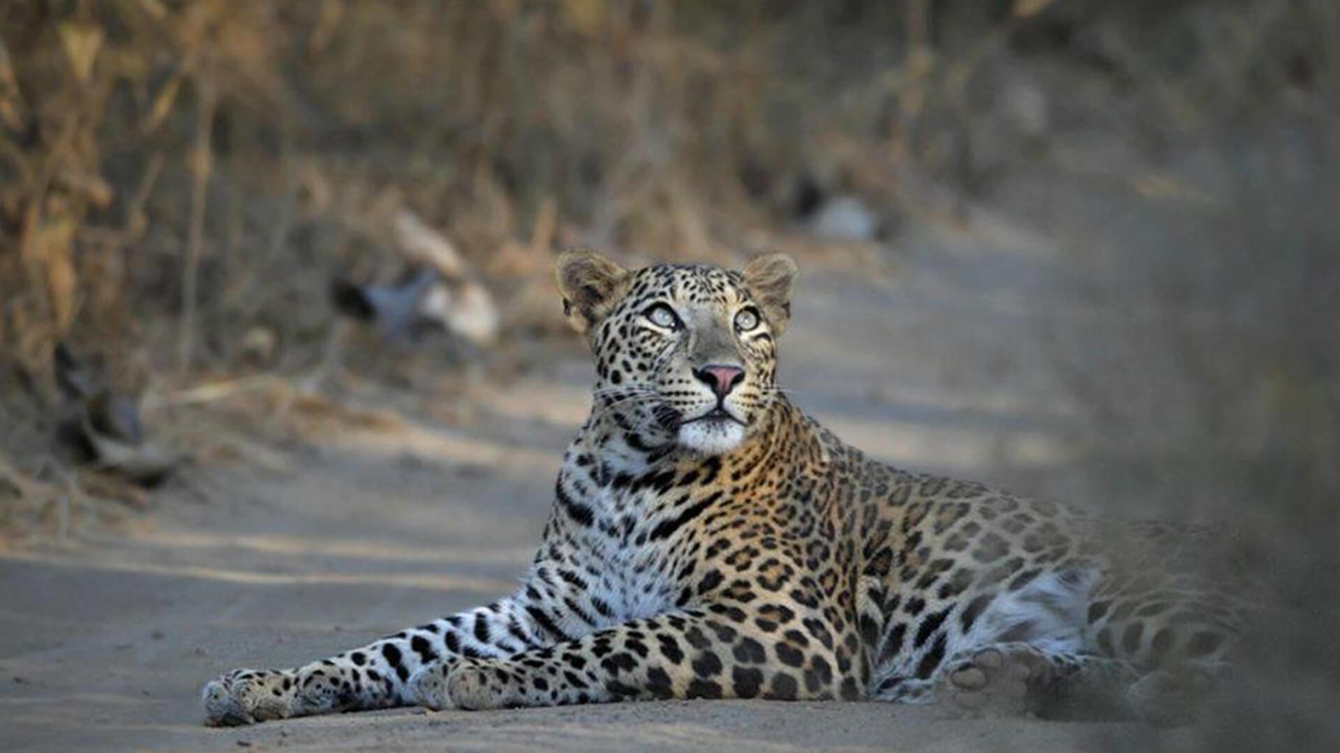 Jhalana Leopard Safari