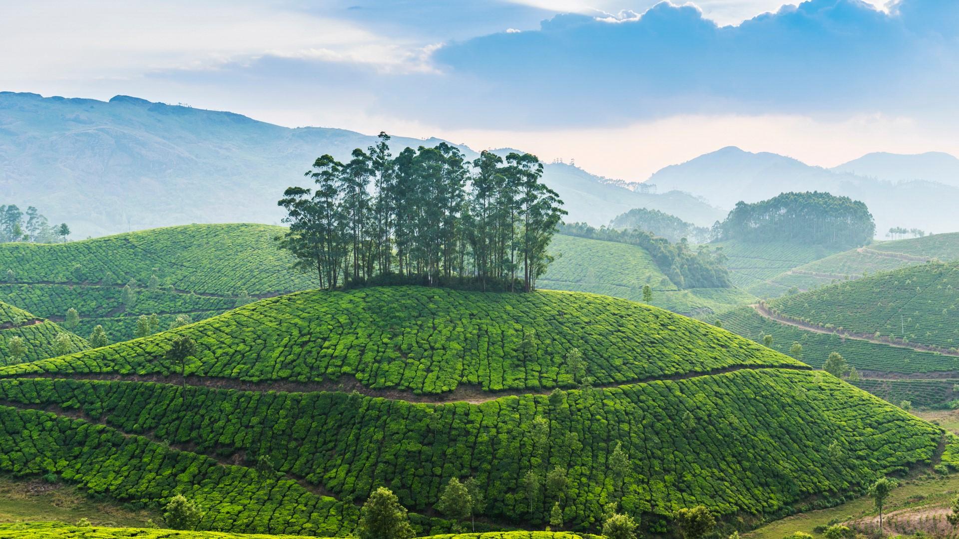 Tea Plantation